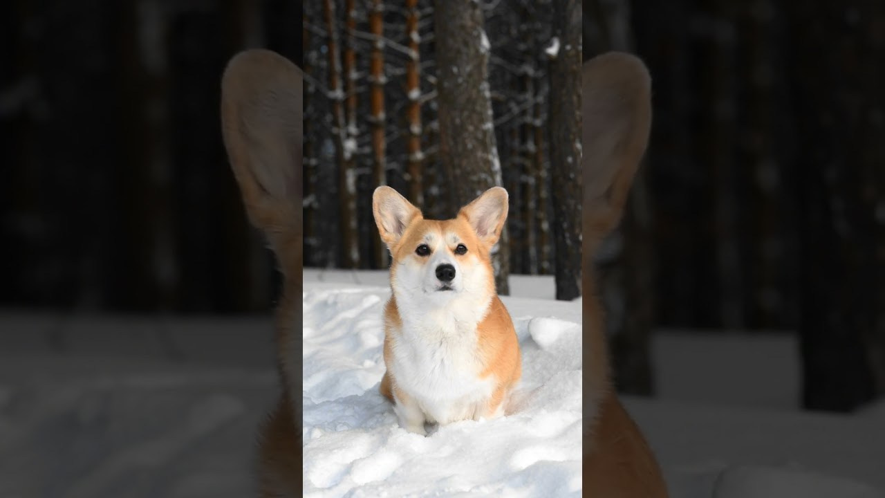 Видео. Фотограф — Анималист | Анна Абрамова