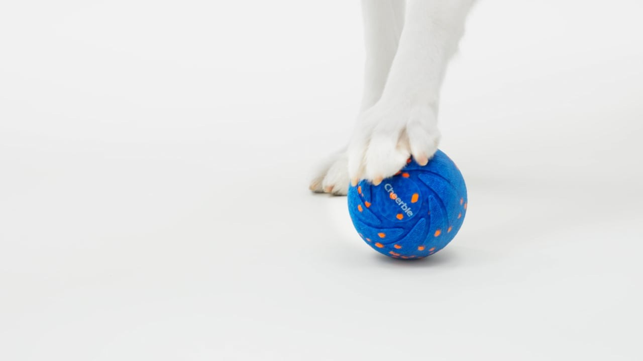 Pet Video Production | Dog and Animal Videos. Dog Photographer Anna Averianova | Art & Commercial Pet Photography