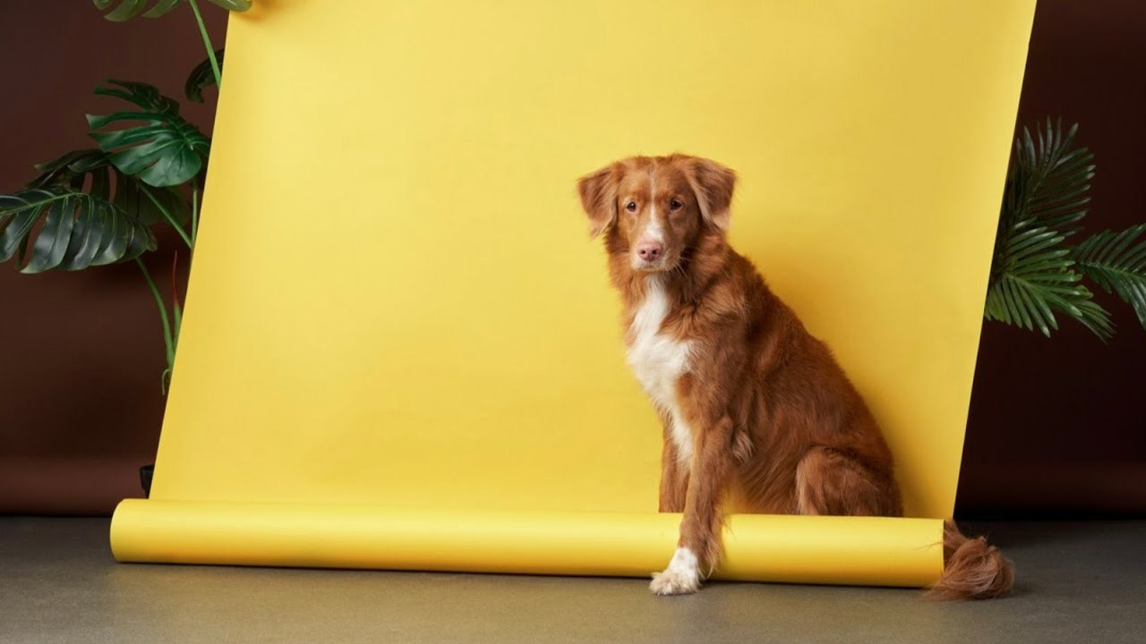 VIDEO. Dog photographer Averianova Anna — Art photography of dogs