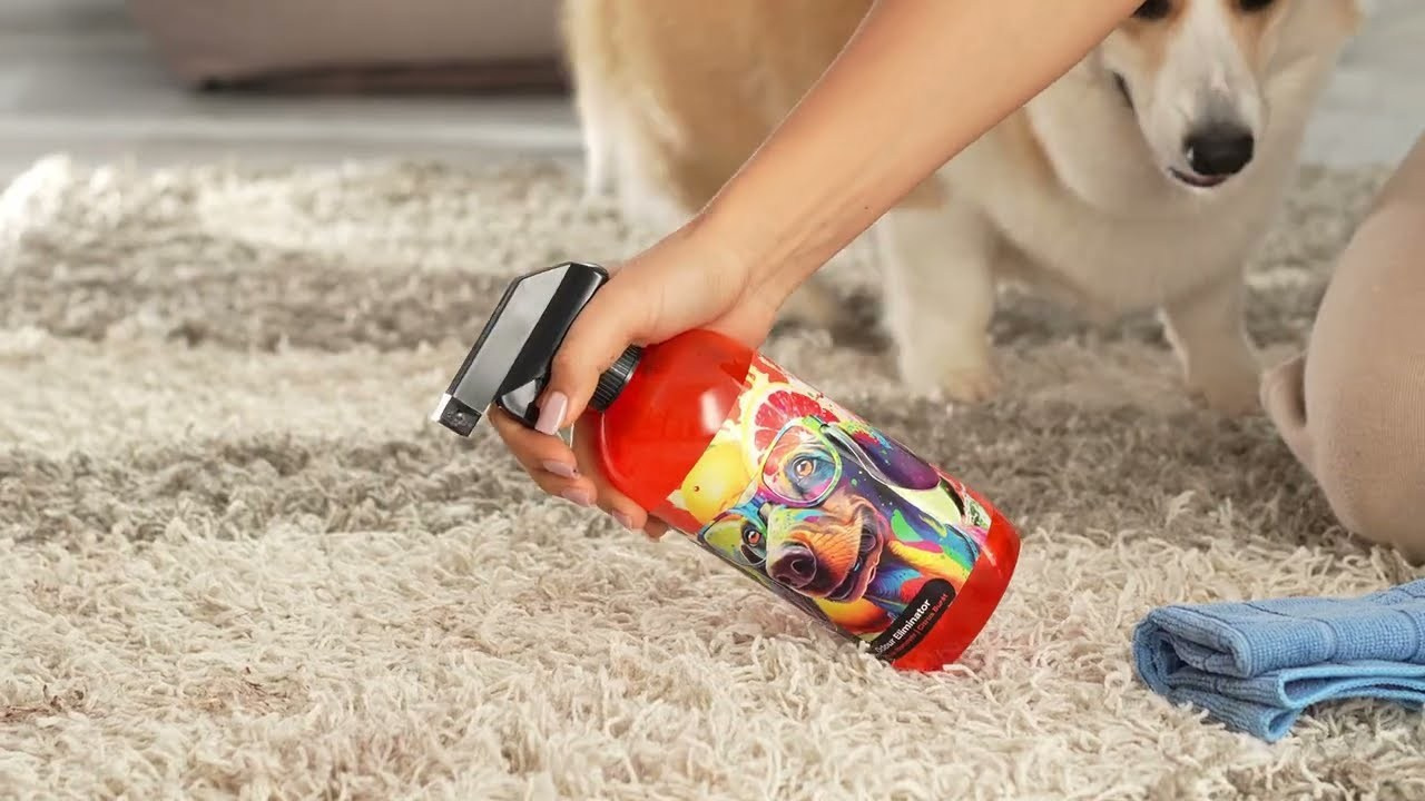 VIDEO. Dog photographer Averianova Anna — Art photography of dogs