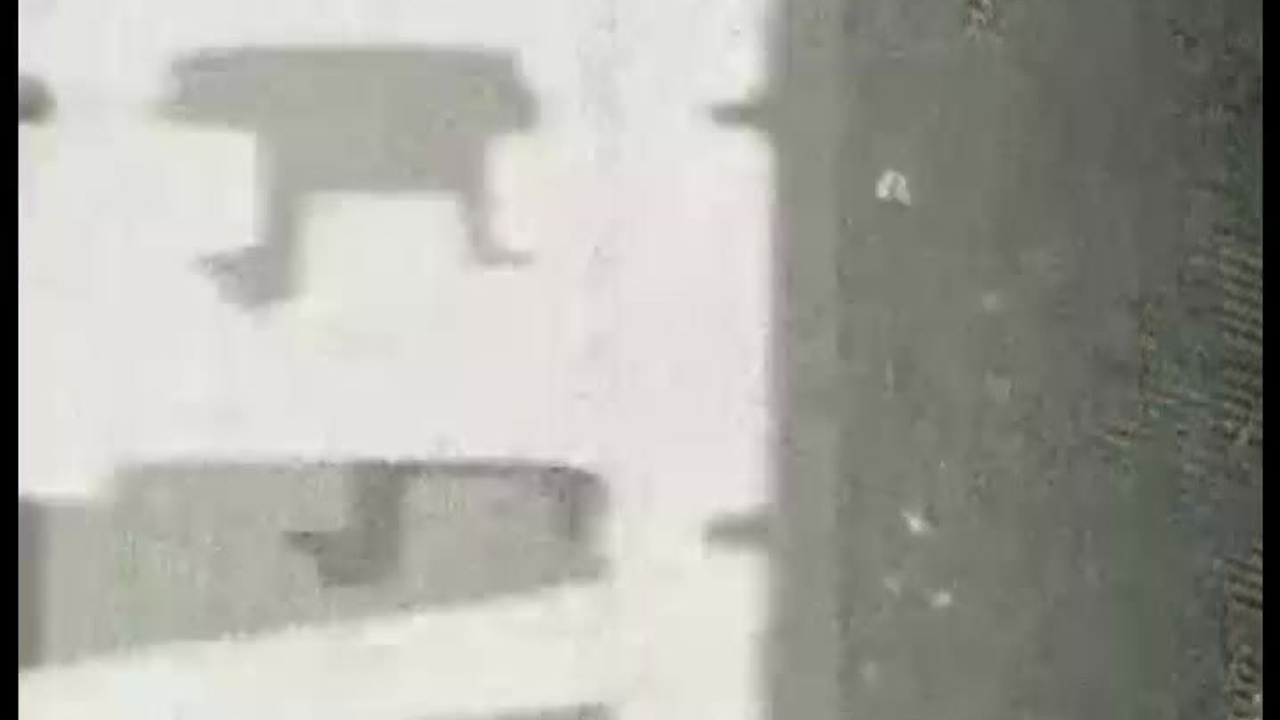 Видео. Алиса Томшина — Фотограф / Видеограф