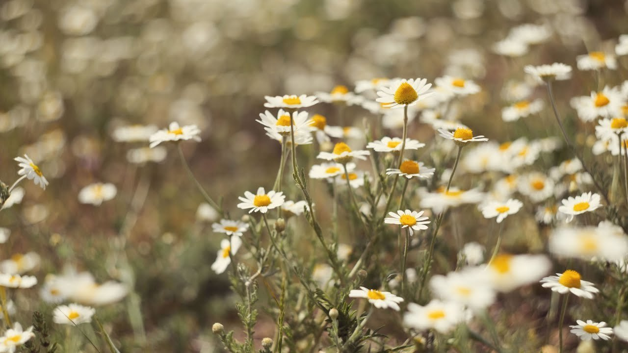 Видеограф Анапа. Фотограф в Анапе Елена Нор