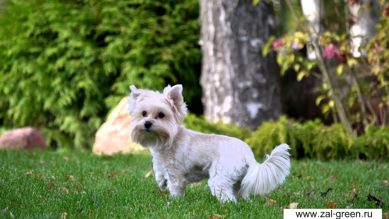 Видео. Банкетный комплекс и свадебное агенство "Александр Грин"