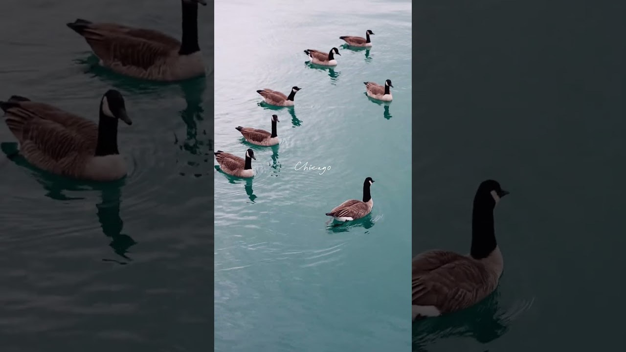 Чикаго | AIRRAW