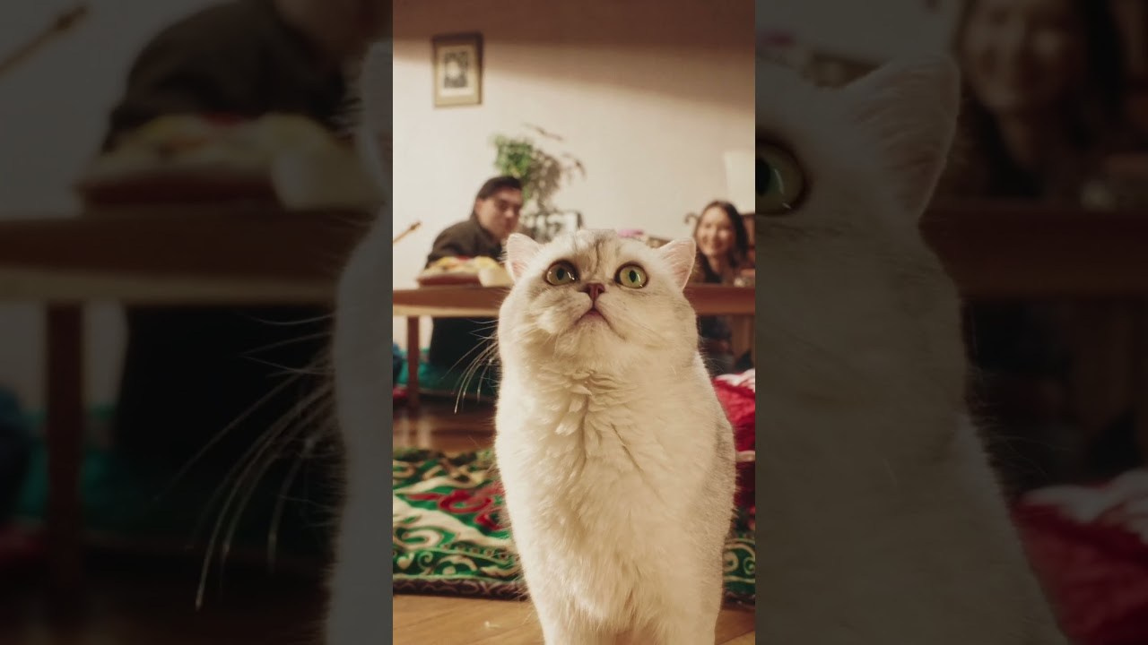 Whiskas. Видеограф и фотограф Алматы