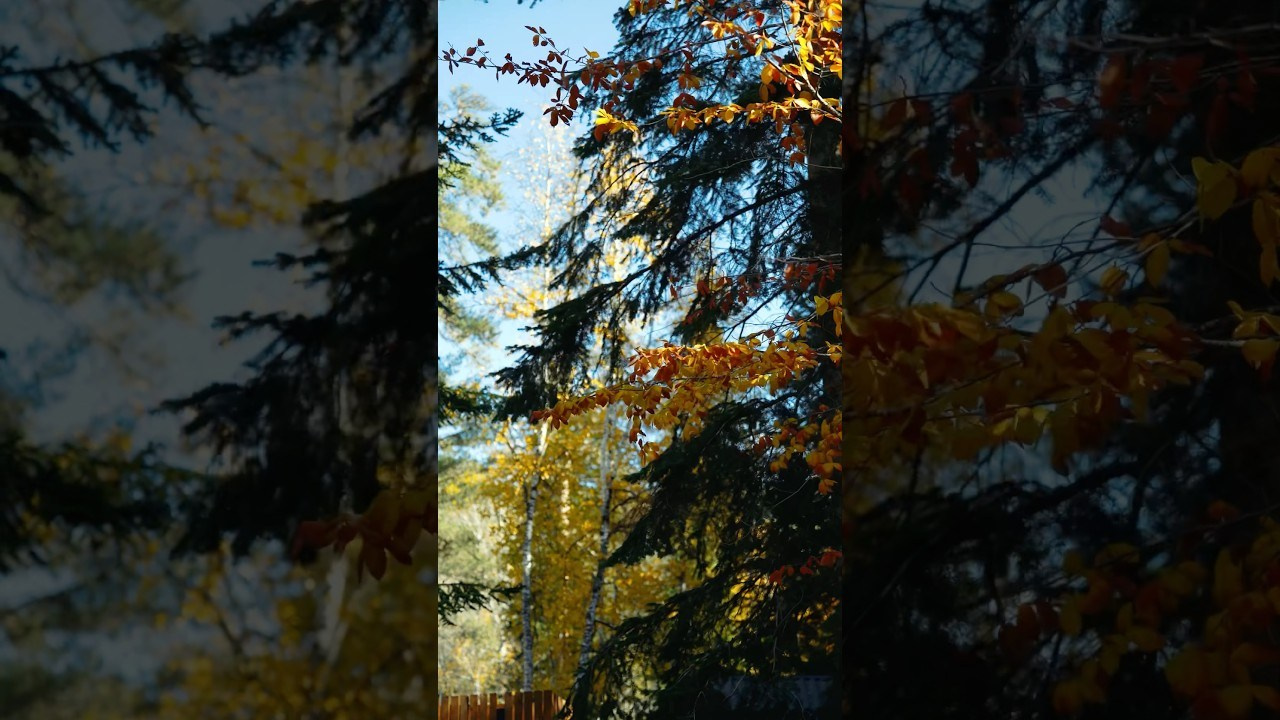 SkyWood. Фотограф и видеограф Елена Хмелевская