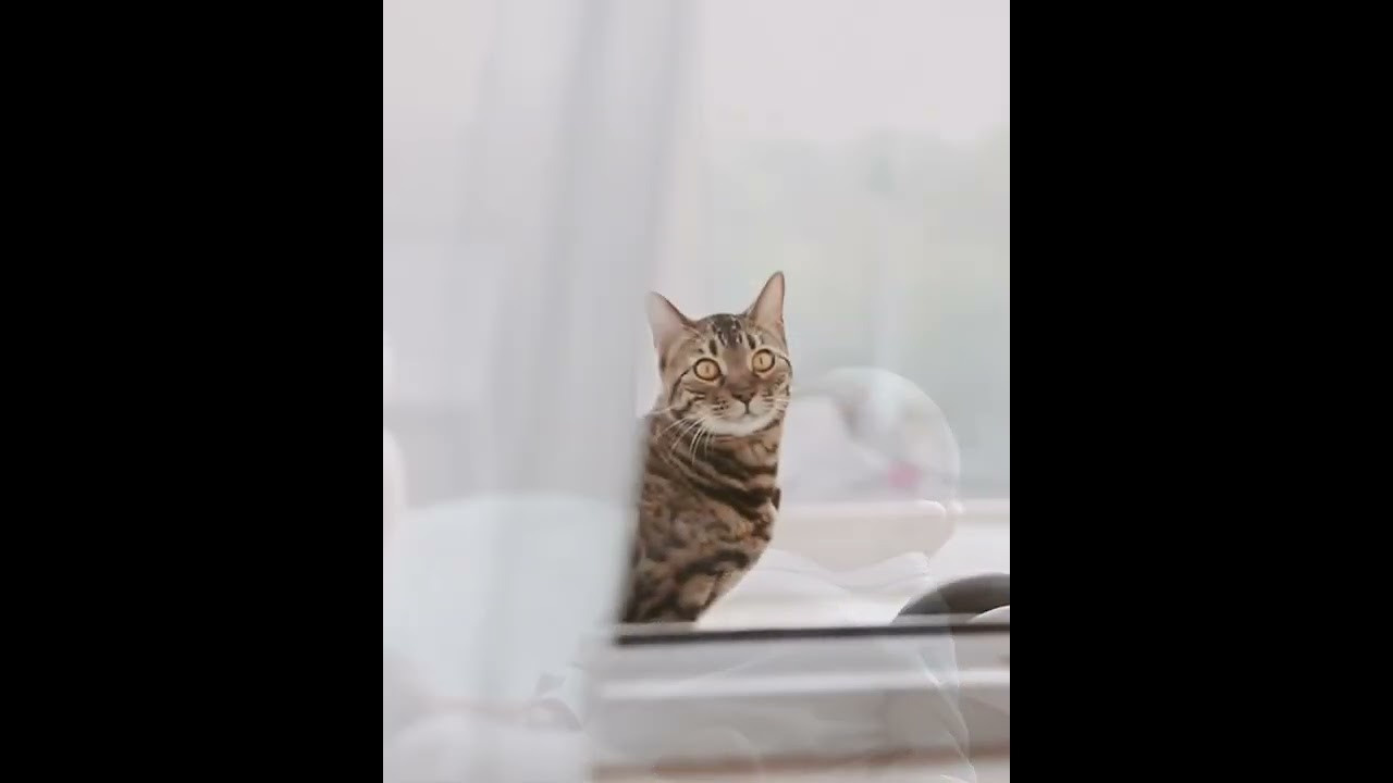 Видео. Алёна Берёзка фотограф Минск