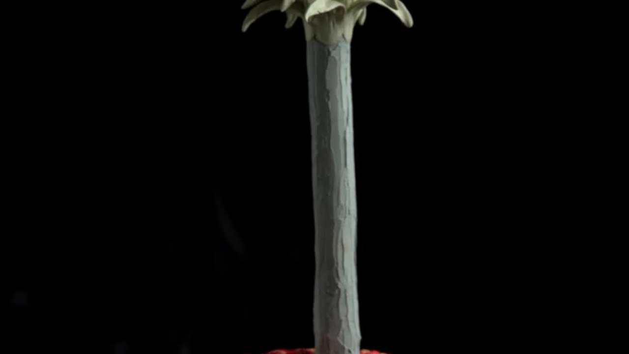 Videos. Portrait, Travel, Commercial Photographer