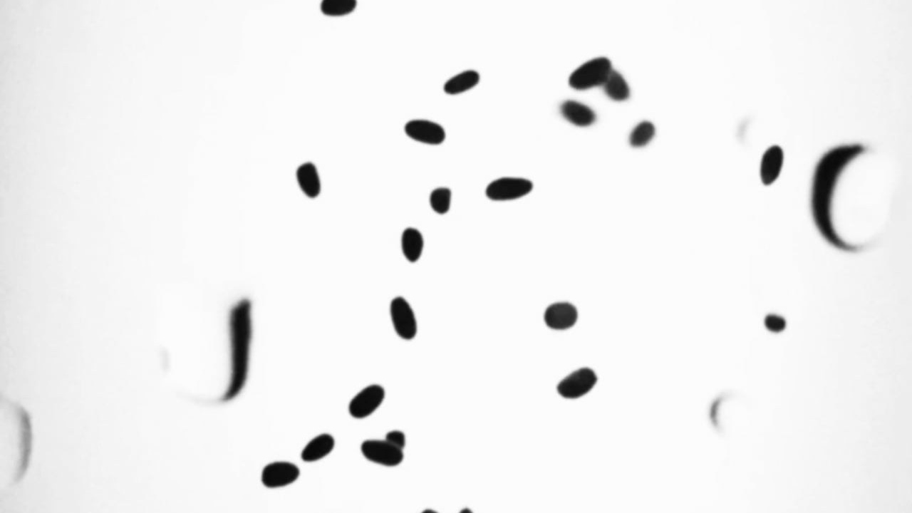 Video. Portrait and backstage photographer Nina Crane