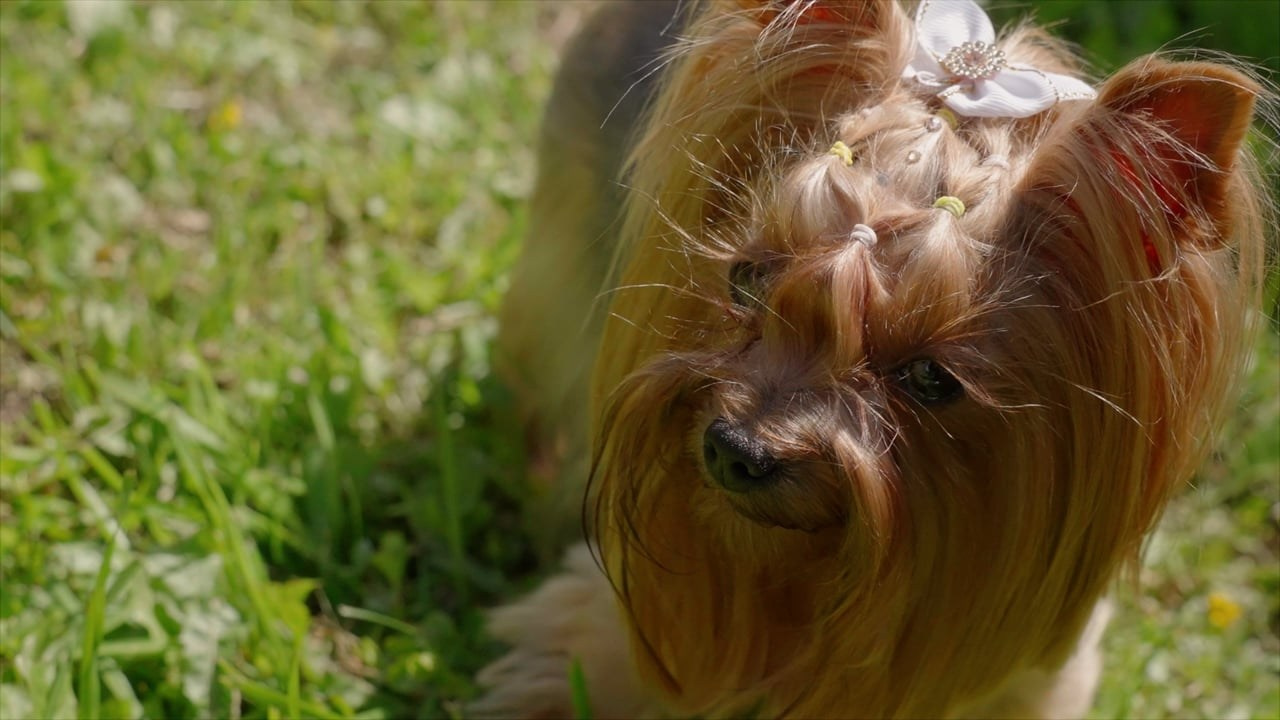 КЛИПЫ. Nikiforovvideo