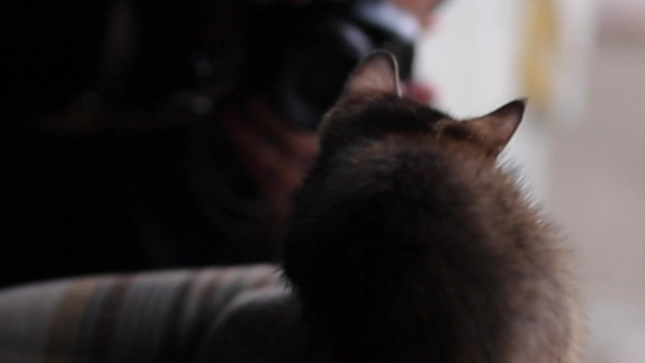 Фотосессия для ведущего с котятами. Александр Чернин. Семейный и событийный фотограф