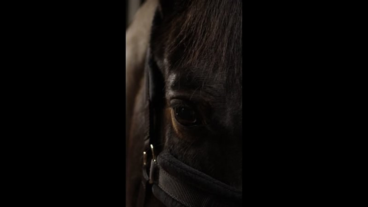 Конная фото и видеосъёмка. Главная