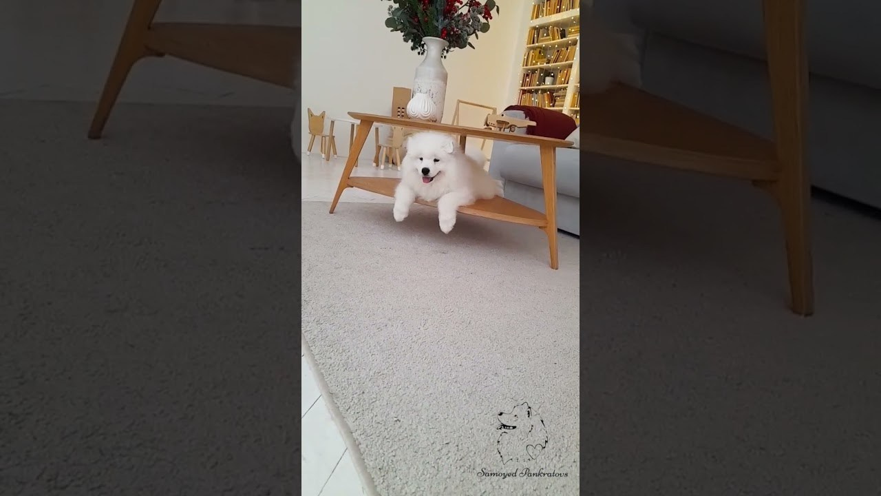 Фото-2. Самоед Новосибирск