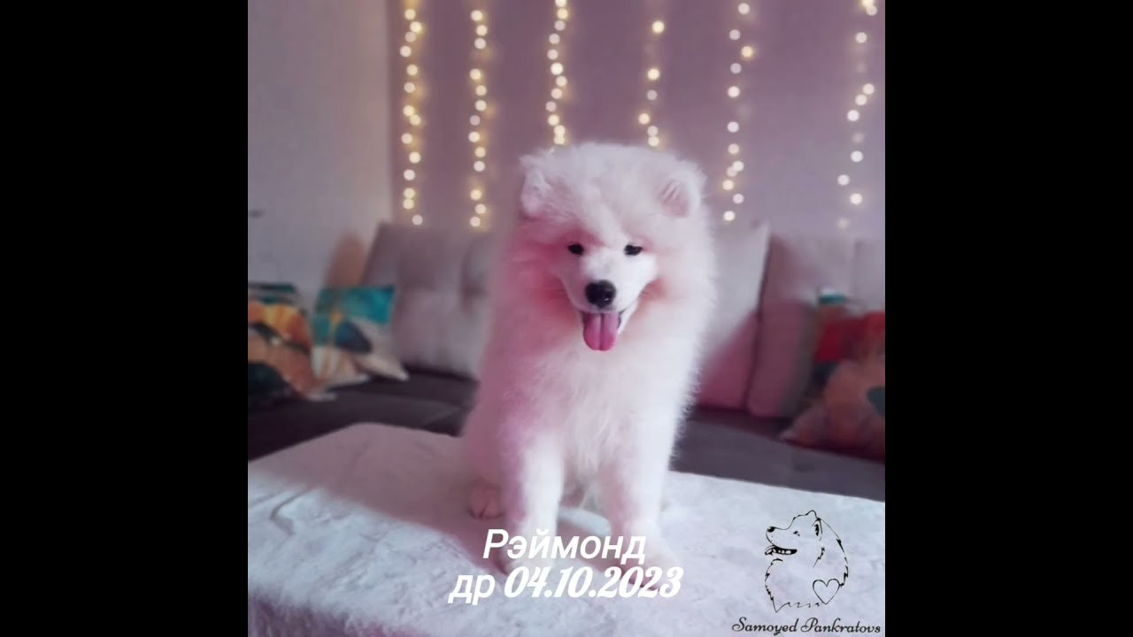 Фото-2. Самоед Новосибирск