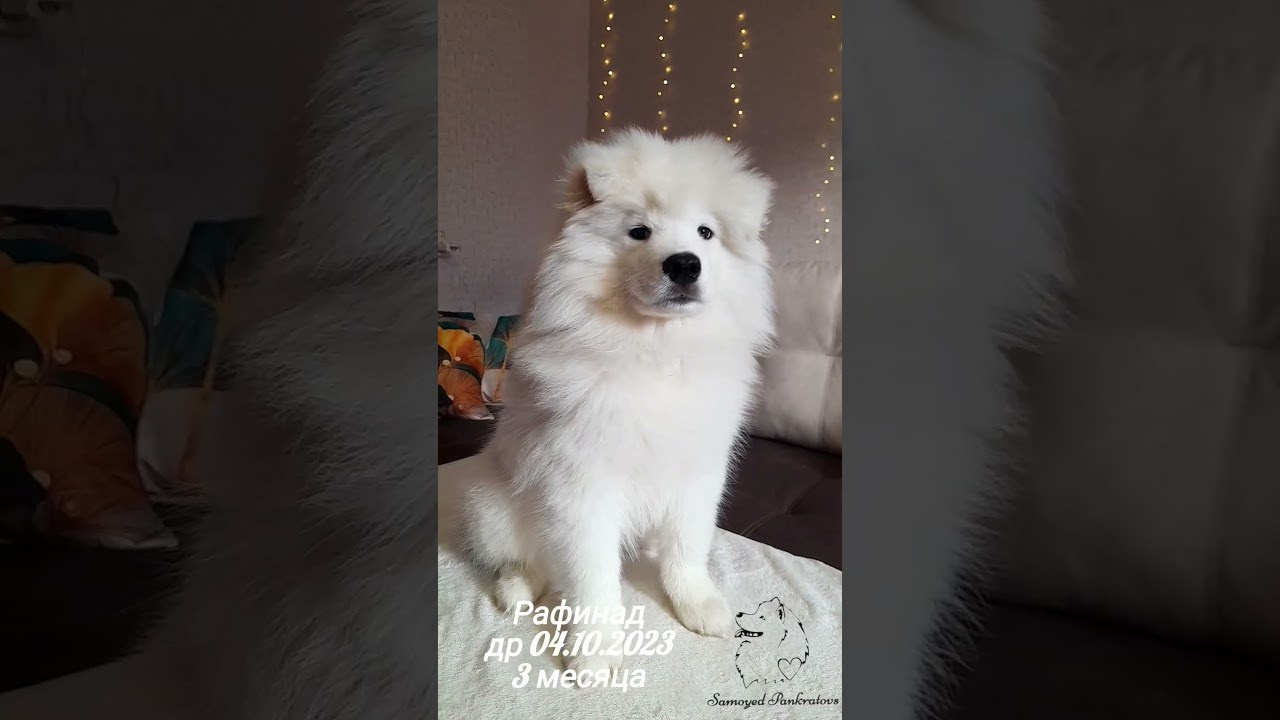 Фото. Самоед Новосибирск