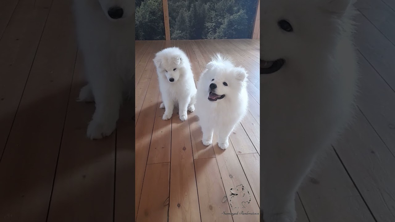 Фото. Самоед Новосибирск