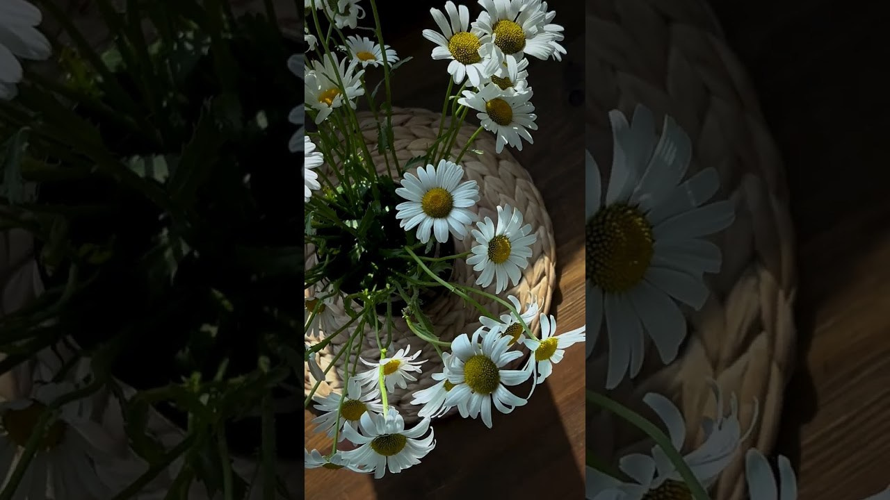 Видеопроекты. Фильмейкинг. Семейный и детский фотограф во Владивостоке Янченко Елена