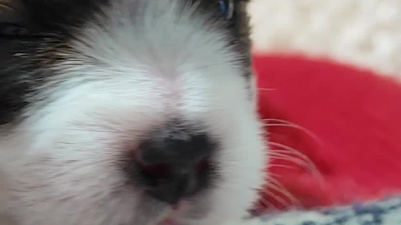 3КОБЛ_СНЕГОВИК. CANE MAESTRO — kennel Jack Russell Terrier