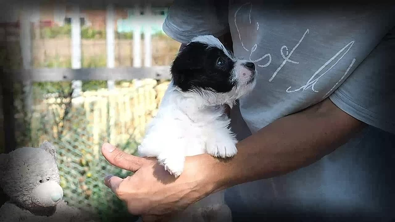 X_female1_b_w. CANE MAESTRO — kennel Jack Russell Terrier