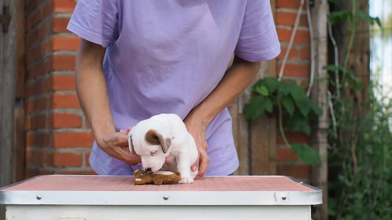 ЭСКИМО_MALE. CANE MAESTRO — kennel Jack Russell Terrier