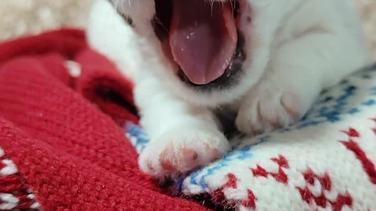 Мальчик 2. Кобель бело-рыжий. Джек рассел терьер щенок. КАНЕ МАЭСТРО — питомник Джек рассел терьеров