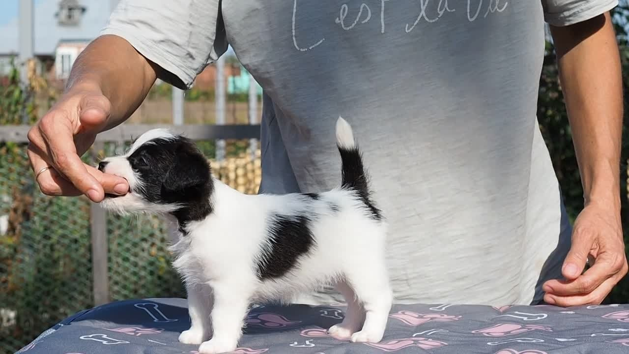 Бело-черная красавица джек-рассел-терьер. КАНЕ МАЭСТРО — питомник Джек рассел терьеров