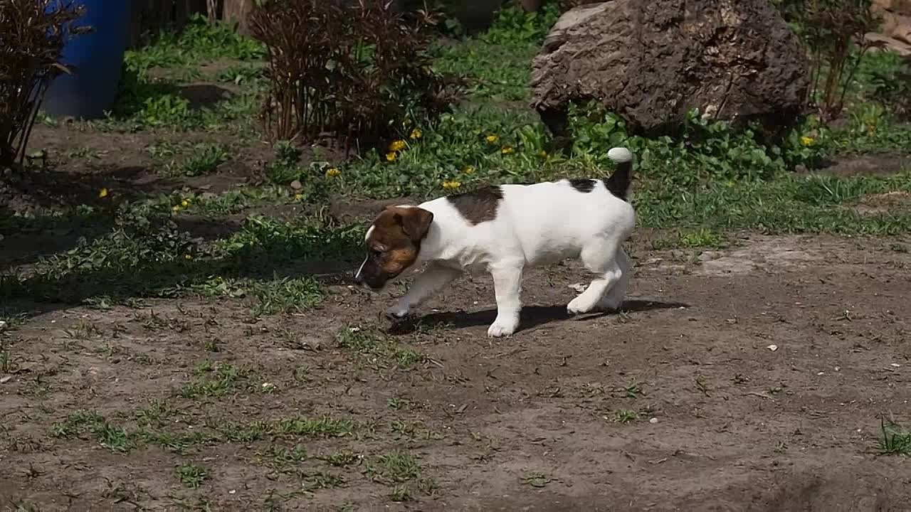 Девочка3галерея. CANE MAESTRO — kennel Jack Russell Terrier