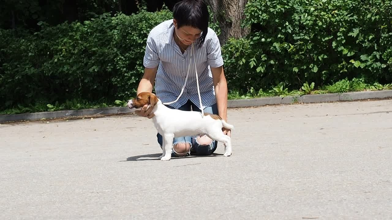 Мальчик 1 галерея. CANE MAESTRO — kennel Jack Russell Terrier