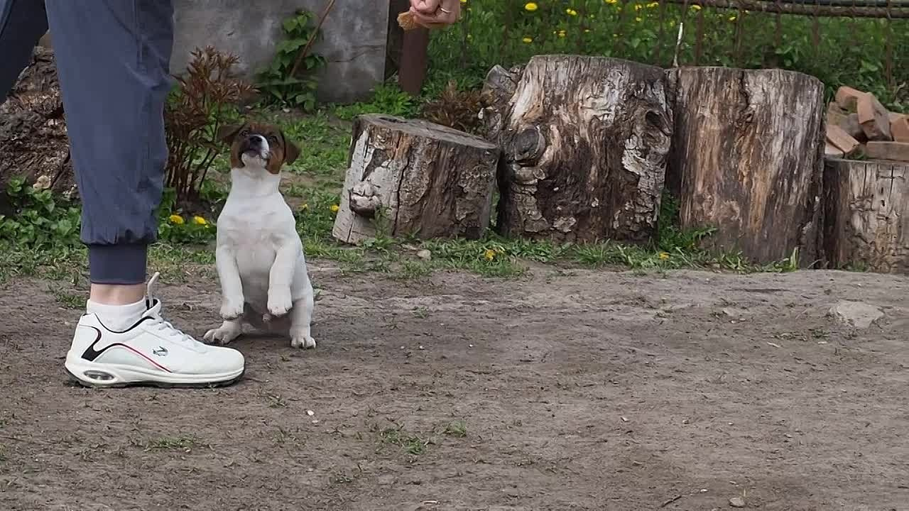 Мальчик 1 галерея. CANE MAESTRO — kennel Jack Russell Terrier