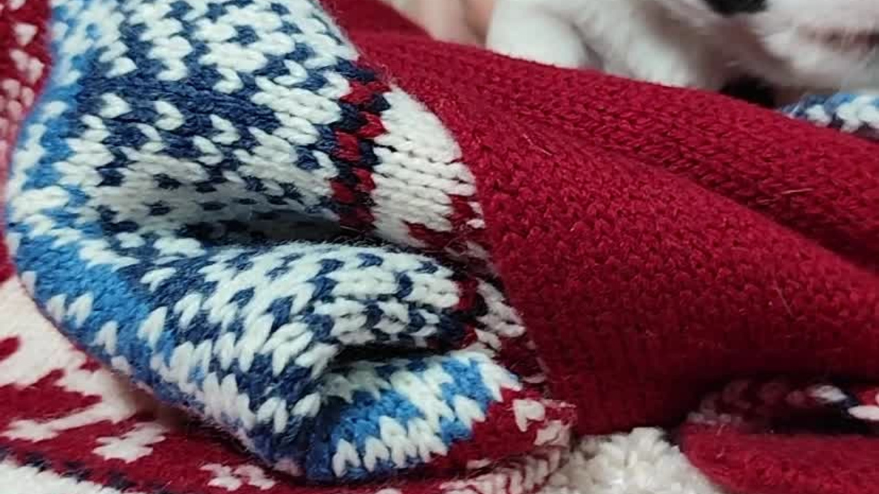 3_Девочка_СНЕЖНАЯ_Ц. CANE MAESTRO — kennel Jack Russell Terrier