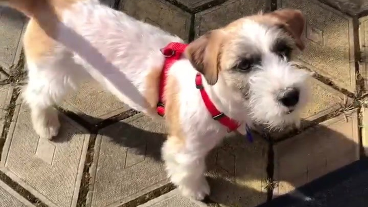 Джазз. CANE MAESTRO — kennel Jack Russell Terrier