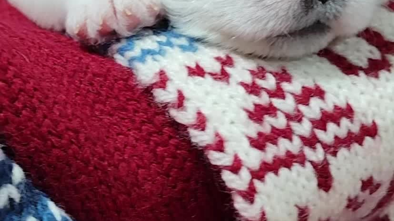 1КОБЛ_МОНОКЛЬ_Ц_ЛИТТЕР. CANE MAESTRO — kennel Jack Russell Terrier