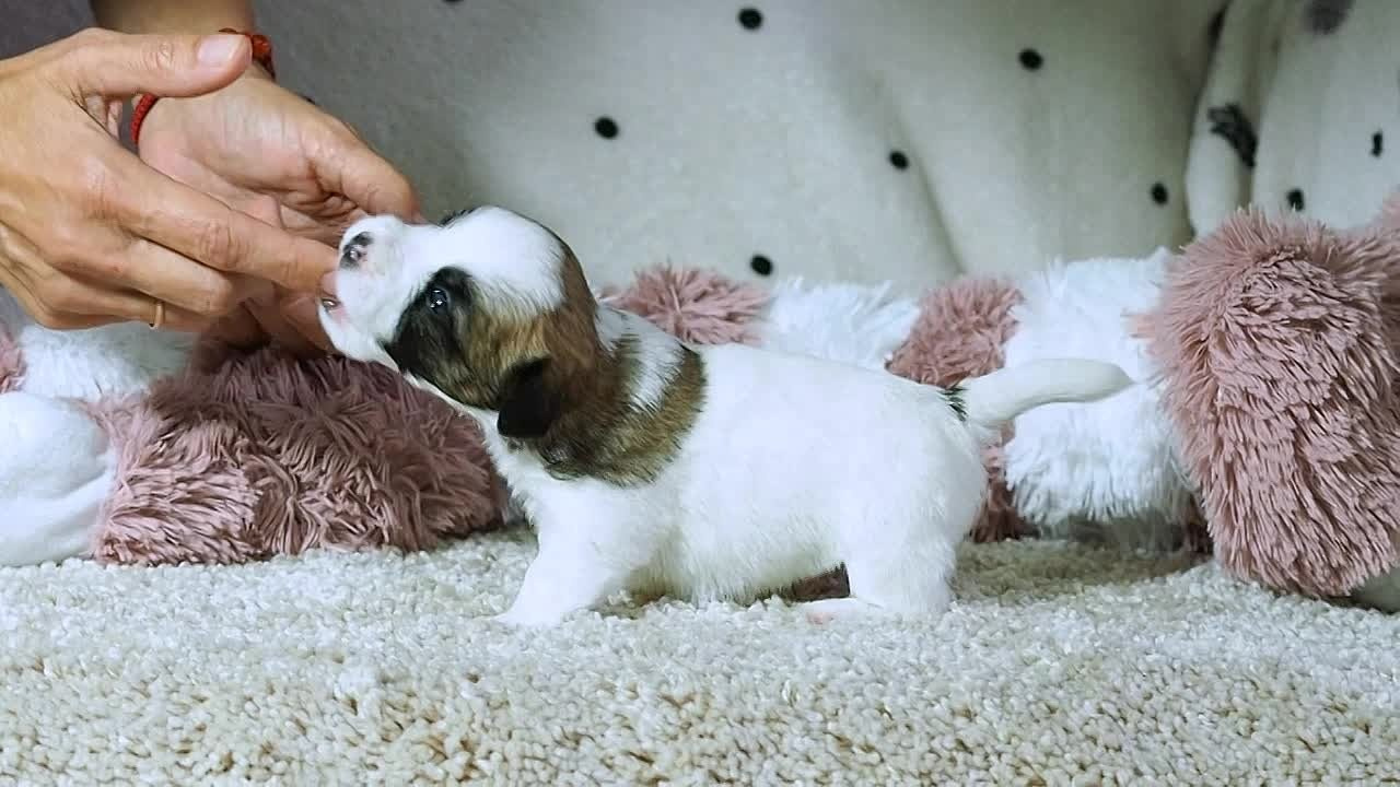 X_MAL_3_БРЫЖ. CANE MAESTRO — kennel Jack Russell Terrier