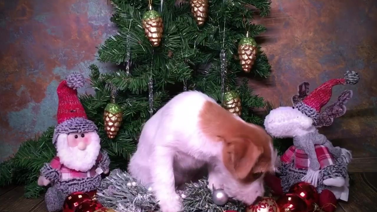 Роза. CANE MAESTRO — kennel Jack Russell Terrier