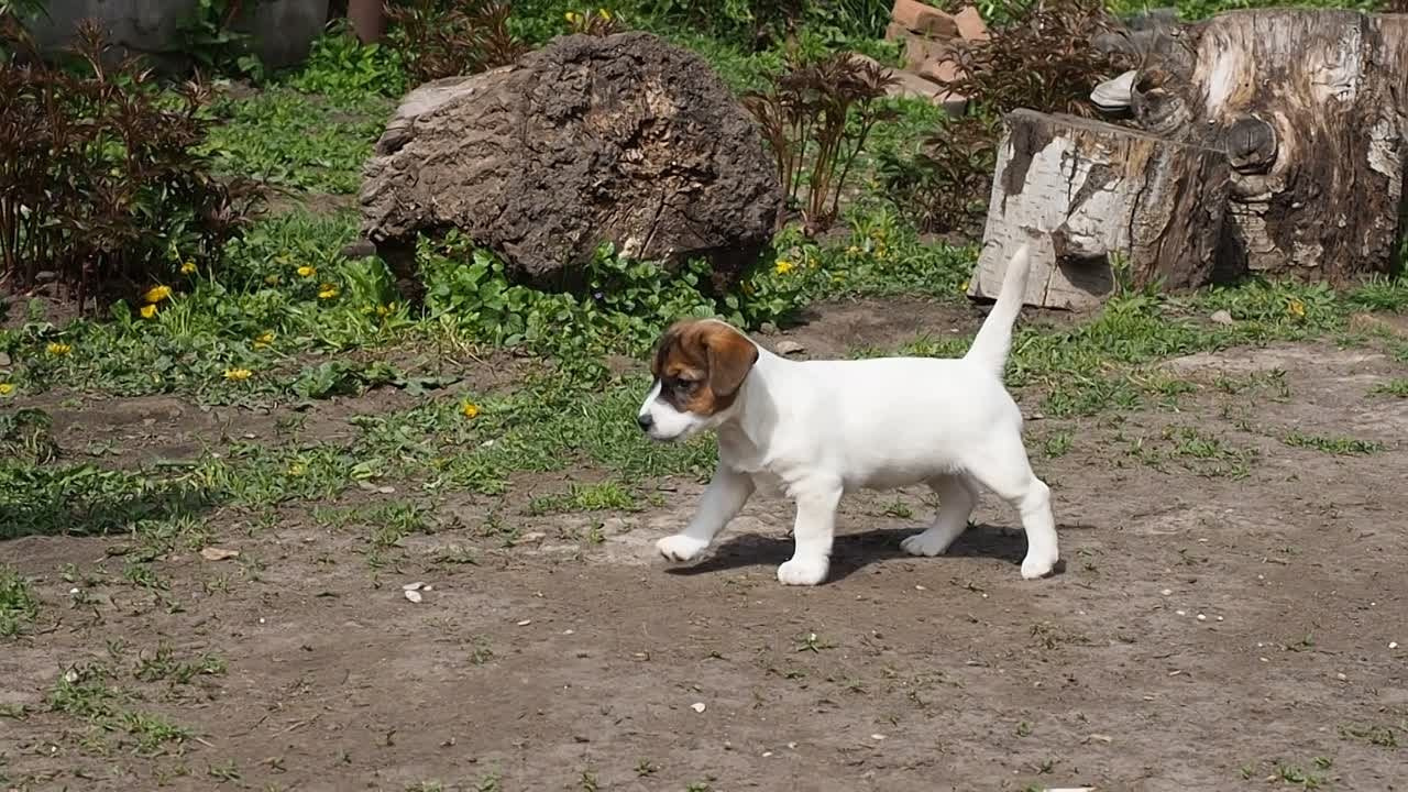 Щенок Джек-рассел-терьер. КМ ФЕЛИЧИТА. Гладкий тип шерсти. Девочка №2. КАНЕ МАЭСТРО — питомник Джек рассел терьеров