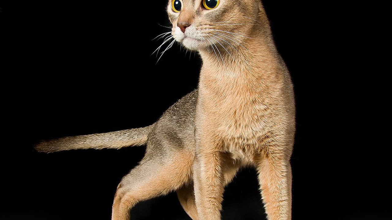 Студийная съемка. ФЕСС-ФОТО/ВИДЕО