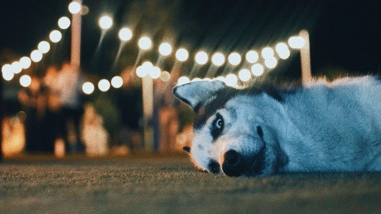 Свадебные работы. Режиссёр Роман Шабельский