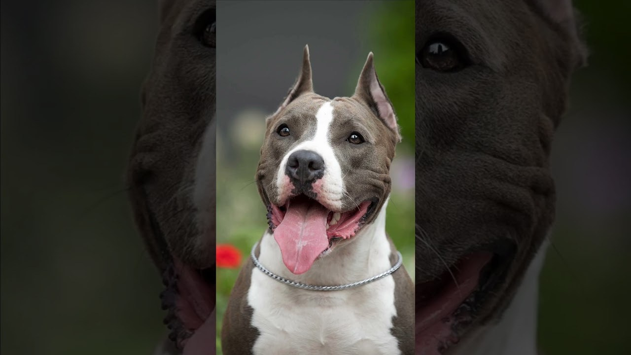 Шерри. Фотограф-анималист Александра Шеремет
