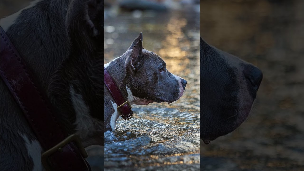 Шерри. Фотограф-анималист Александра Шеремет