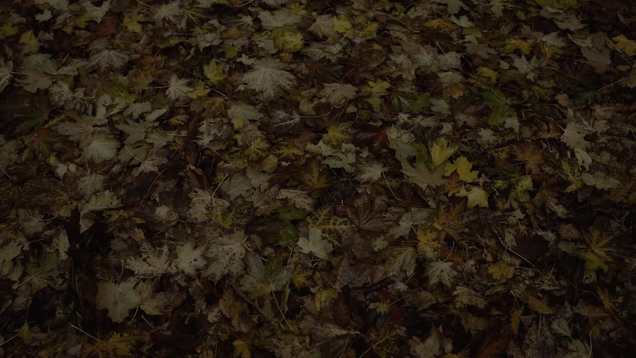 Имиджевые видео ролики и fashion съёмка. Свадебный видеограф в Москве Максим Лобач-Граубергер