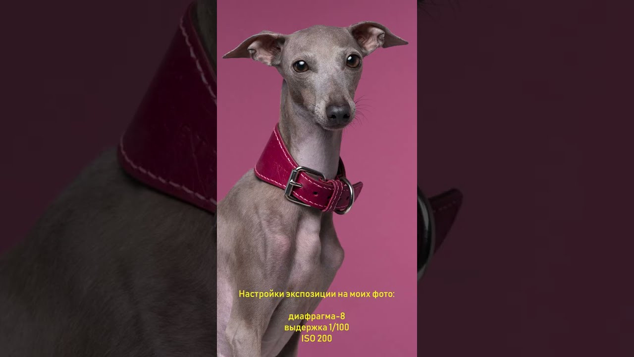 Видеоурок «Снимаем животных вместе». Фотограф- анималист Александра Матвеева