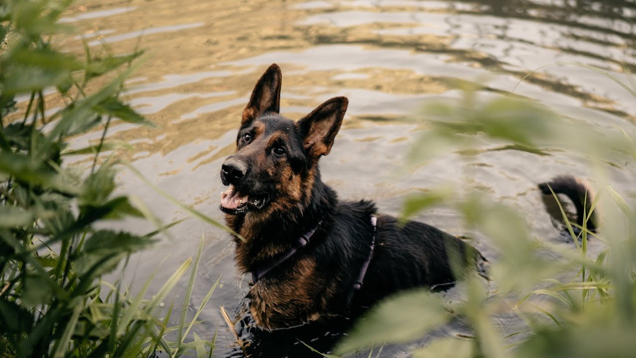 Are they looking for or have found a family. Real moments between people and their dogs