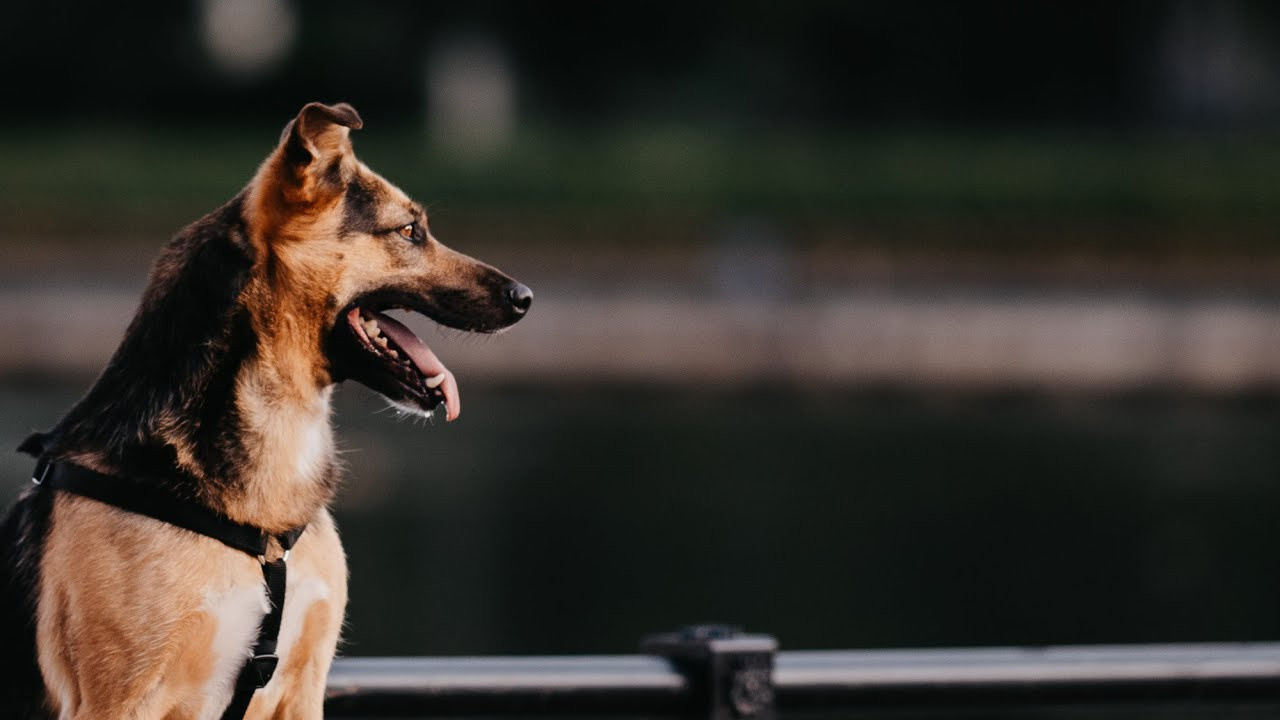 Are they looking for or have found a family. Real moments between people and their dogs