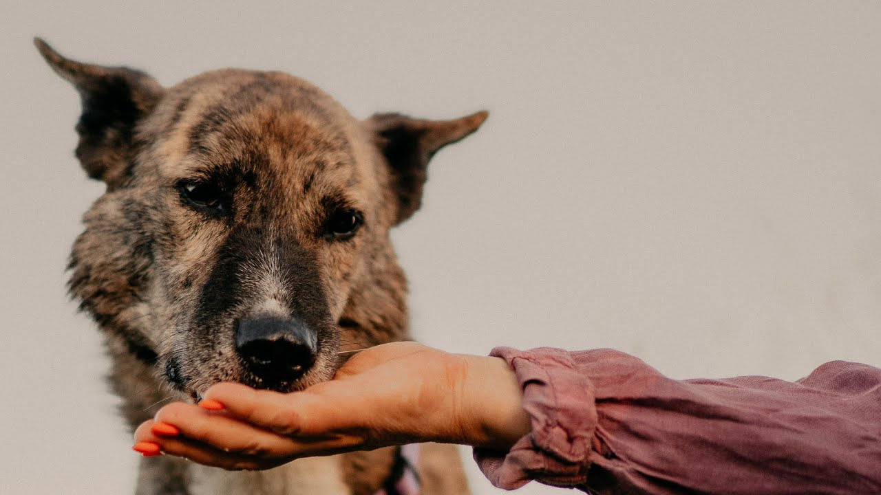 Are they looking for or have found a family. Real moments between people and their dogs
