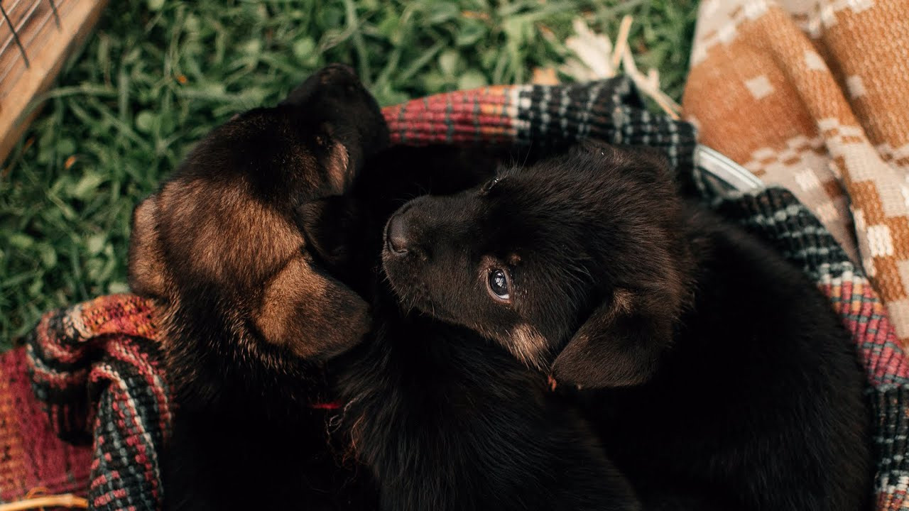 Are they looking for or have found a family. Real moments between people and their dogs