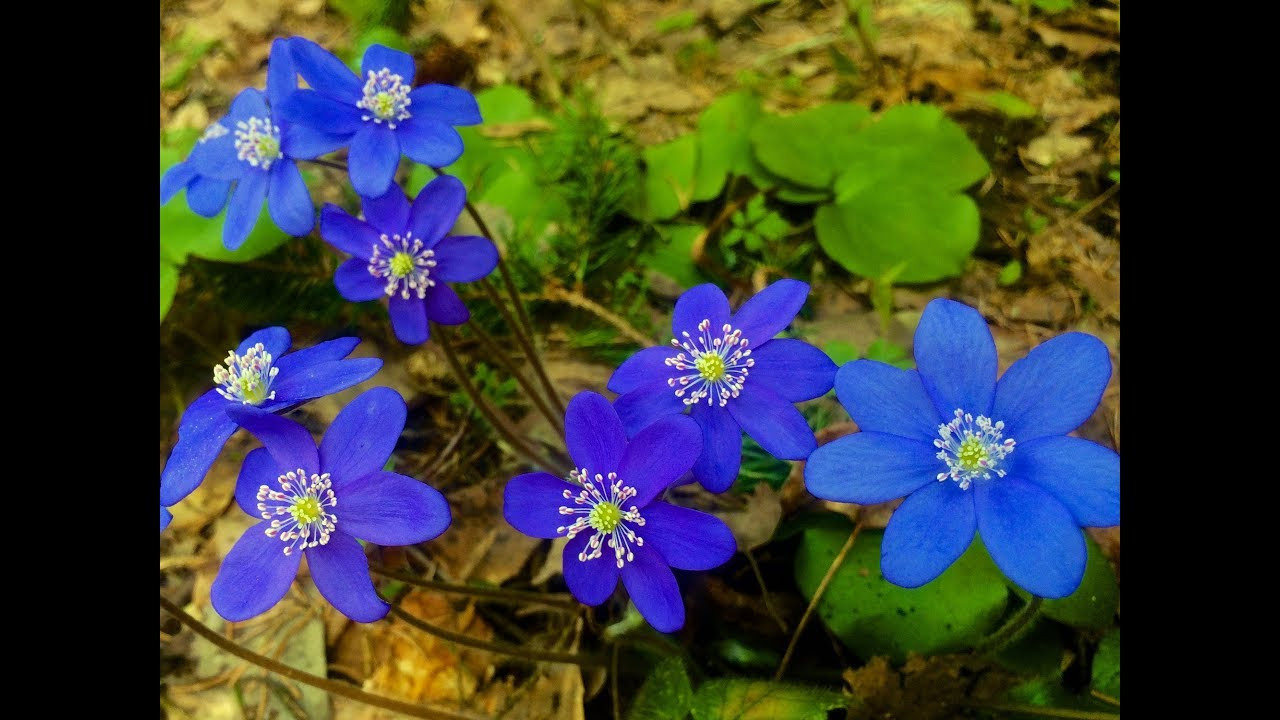 Ярослав и Виктория 01 07. Свадебный и семейный фотограф-Королева Натали/Раменское-Жуковский-Москва/тел.+7 (985) 153-75-43