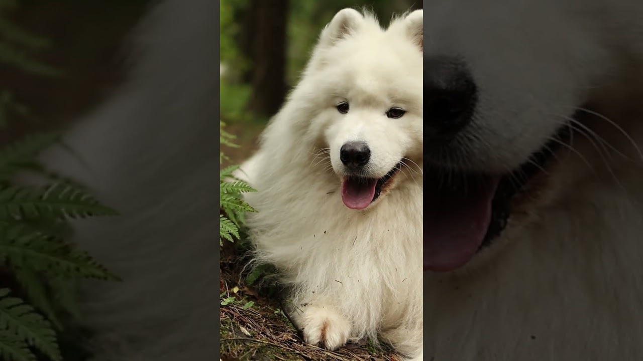 Видео про животных. Фотограф анималист в Москве Майорова Евгения