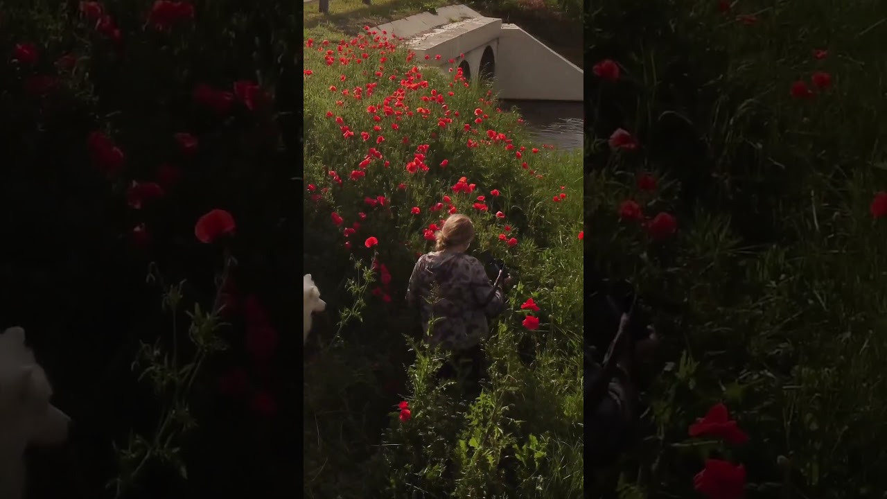 Видео про животных. Фотограф анималист в Москве Майорова Евгения
