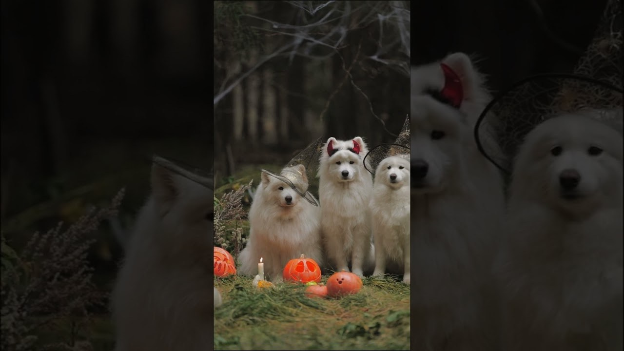 Видео про животных. Фотограф анималист в Москве Майорова Евгения