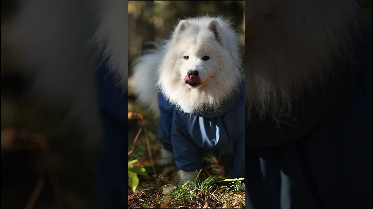 Видео про животных. Фотограф анималист в Москве Майорова Евгения